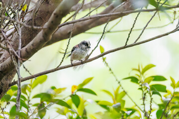 飛び回る可愛いエナガ（エナガ科）の群れ
水盤で水浴びをしている。
英名学名：long tailed tit (Aegithalos caudatus)
秦野駅近くにある弘法山公園は、浅間山、権現山、弘法山を含む神奈川県立の自然公園。
山頂には野鳥の観察施設「バードサンクチュアリ」がある
神奈川県秦野市- 2025年
