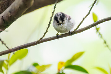 飛び回る可愛いエナガ（エナガ科）の群れ
水盤で水浴びをしている。
英名学名：long tailed tit (Aegithalos caudatus)
秦野駅近くにある弘法山公園は、浅間山、権現山、弘法山を含む神奈川県立の自然公園。
山頂には野鳥の観察施設「バードサンクチュアリ」がある
神奈川県秦野市- 2025年
