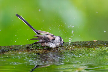 飛び回る可愛いエナガ（エナガ科）の群れ
水盤で水浴びをしている。
英名学名：long tailed tit (Aegithalos caudatus)
秦野駅近くにある弘法山公園は、浅間山、権現山、弘法山を含む神奈川県立の自然公園。
山頂には野鳥の観察施設「バードサンクチュアリ」がある
神奈川県秦野市- 2025年
