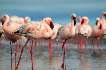 A flock of pink flamingos standing by a serene lake under a clear blue sky. A beautiful scene of nature, perfect for ecology, wildlife, and travel-related projects.