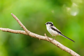 Obraz premium 飛び回る可愛いエナガ（エナガ科）の群れ 水盤で水浴びをしている。 英名学名：long tailed tit (Aegithalos caudatus) 秦野駅近くにある弘法山公園は、浅間山、権現山、弘法山を含む神奈川県立の自然公園。 山頂には野鳥の観察施設「バードサンクチュアリ」がある 神奈川県秦野市- 2025年 