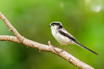 飛び回る可愛いエナガ（エナガ科）の群れ
水盤で水浴びをしている。
英名学名：long tailed tit (Aegithalos caudatus)
秦野駅近くにある弘法山公園は、浅間山、権現山、弘法山を含む神奈川県立の自然公園。
山頂には野鳥の観察施設「バードサンクチュアリ」がある
神奈川県秦野市- 2025年

