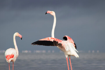 Wild African flamingos walk gracefully by a shimmering blue lagoon under a brilliant sky—pure beauty of nature in motion