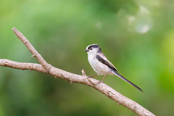 飛び回る可愛いエナガ（エナガ科）の群れ
水盤で水浴びをしている。
英名学名：long tailed tit (Aegithalos caudatus)
秦野駅近くにある弘法山公園は、浅間山、権現山、弘法山を含む神奈川県立の自然公園。
山頂には野鳥の観察施設「バードサンクチュアリ」がある
神奈川県秦野市- 2025年
