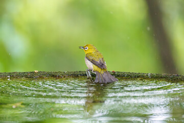 可愛いメジロ（メジロ科）
英名学名：Japanese White Eye, Zosterops Japonica (family Mejiroidea).
水盤で水浴びをしている。
秦野駅近くにある弘法山公園は、浅間山、権現山、弘法山を含む神奈川県立の自然公園。
山頂には野鳥の観察施設「バードサンクチュアリ」がある
神奈川県秦野市- 2025年
