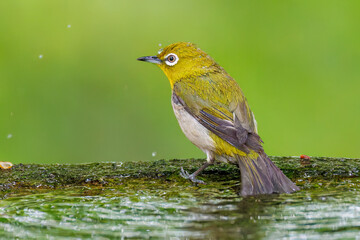 可愛いメジロ（メジロ科）
英名学名：Japanese White Eye, Zosterops Japonica (family Mejiroidea).
水盤で水浴びをしている。
秦野駅近くにある弘法山公園は、浅間山、権現山、弘法山を含む神奈川県立の自然公園。
山頂には野鳥の観察施設「バードサンクチュアリ」がある
神奈川県秦野市- 2025年
