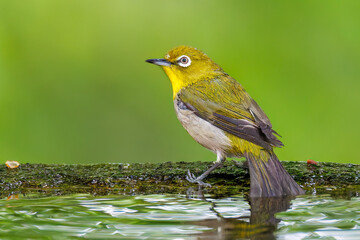 可愛いメジロ（メジロ科）
英名学名：Japanese White Eye, Zosterops Japonica (family...
