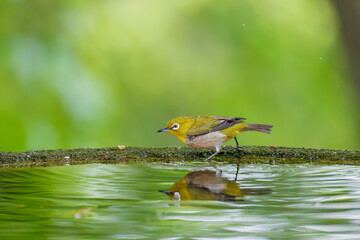 可愛いメジロ（メジロ科）
英名学名：Japanese White Eye, Zosterops Japonica (family Mejiroidea).
水盤で水浴びをしている。
秦野駅近くにある弘法山公園は、浅間山、権現山、弘法山を含む神奈川県立の自然公園。
山頂には野鳥の観察施設「バードサンクチュアリ」がある
神奈川県秦野市- 2025年
