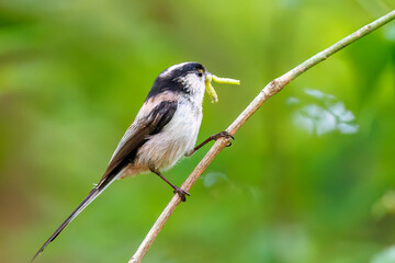 飛び回る可愛いエナガ（エナガ科）の群れ
水盤で水浴びをしている。
英名学名：long tailed tit (Aegithalos caudatus)
秦野駅近くにある弘法山公園は、浅間山、権現山、弘法山を含む神奈川県立の自然公園。
山頂には野鳥の観察施設「バードサンクチュアリ」がある
神奈川県秦野市- 2025年
