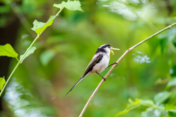 飛び回る可愛いエナガ（エナガ科）の群れ
水盤で水浴びをしている。
英名学名：long tailed tit (Aegithalos caudatus)
秦野駅近くにある弘法山公園は、浅間山、権現山、弘法山を含む神奈川県立の自然公園。
山頂には野鳥の観察施設「バードサンクチュアリ」がある
神奈川県秦野市- 2025年
