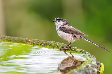飛び回る可愛いエナガ（エナガ科）の群れ
水盤で水浴びをしている。
英名学名：long tailed tit (Aegithalos caudatus)
秦野駅近くにある弘法山公園は、浅間山、権現山、弘法山を含む神奈川県立の自然公園。
山頂には野鳥の観察施設「バードサンクチュアリ」がある
神奈川県秦野市- 2025年
