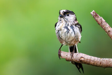 飛び回る可愛いエナガ（エナガ科）の群れ
水盤で水浴びをしている。
英名学名：long tailed tit (Aegithalos caudatus)
秦野駅近くにある弘法山公園は、浅間山、権現山、弘法山を含む神奈川県立の自然公園。
山頂には野鳥の観察施設「バードサンクチュアリ」がある
神奈川県秦野市- 2025年

