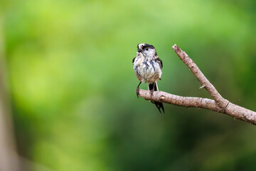 飛び回る可愛いエナガ（エナガ科）の群れ
水盤で水浴びをしている。
英名学名：long tailed tit (Aegithalos caudatus)
秦野駅近くにある弘法山公園は、浅間山、権現山、弘法山を含む神奈川県立の自然公園。
山頂には野鳥の観察施設「バードサンクチュアリ」がある
神奈川県秦野市- 2025年
