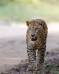 leopard walking in the jungle road