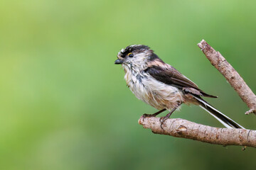 飛び回る可愛いエナガ（エナガ科）の群れ
水盤で水浴びをしている。
英名学名：long tailed tit (Aegithalos caudatus)
秦野駅近くにある弘法山公園は、浅間山、権現山、弘法山を含む神奈川県立の自然公園。
山頂には野鳥の観察施設「バードサンクチュアリ」がある
神奈川県秦野市- 2025年
