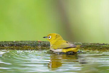 可愛いメジロ（メジロ科）
英名学名：Japanese White Eye, Zosterops Japonica (family Mejiroidea).
水盤で水浴びをしている。
秦野駅近くにある弘法山公園は、浅間山、権現山、弘法山を含む神奈川県立の自然公園。
山頂には野鳥の観察施設「バードサンクチュアリ」がある
神奈川県秦野市- 2025年
