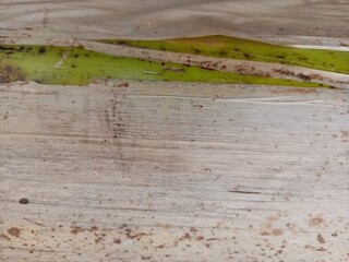 Green Algae on Weathered Wood Surface