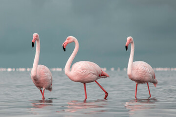 African wild birds. A flock of great flamingos on the blue lagoon against the bright sky