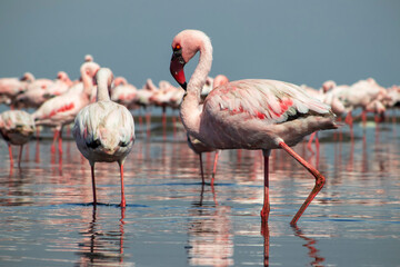 Wild African flamingos strolling through a bright blue lagoon on a sunny day—ideal for nature, wildlife, and travel themes