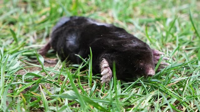 A mole is on the surface among green grass in the garden. Talpa europaea side view close-up. Animal with black fur. Garden pest concept. Lawn saving problems. High quality 4k footage.