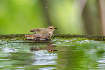 泉で水浴びをする可愛いキビタキ（ヒタキ科）のペア
英名学名：Narcissus Flycatcher (Ficedula narcissina) (family comprising the flycatchers)
秦野駅近くにある弘法山公園は、浅間山、権現山、弘法山を含む神奈川県立の自然公園。
山頂には野鳥の観察施設「バードサンクチュアリ」がある
神奈川県秦野市- 2025年
