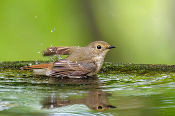 泉で水浴びをする可愛いキビタキ（ヒタキ科）のペア
英名学名：Narcissus Flycatcher (Ficedula narcissina) (family comprising the flycatchers)
秦野駅近くにある弘法山公園は、浅間山、権現山、弘法山を含む神奈川県立の自然公園。
山頂には野鳥の観察施設「バードサンクチュアリ」がある
神奈川県秦野市- 2025年
