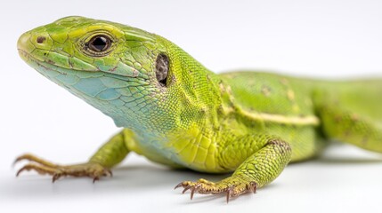 Obraz premium A European green lizard with vibrant coloration, sitting attentively in the center, isolated on a white background, studio lighting, realistic detail
