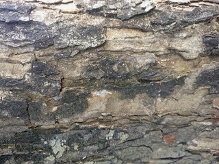 Detailed Close-up of Weathered Tree Bark Texture