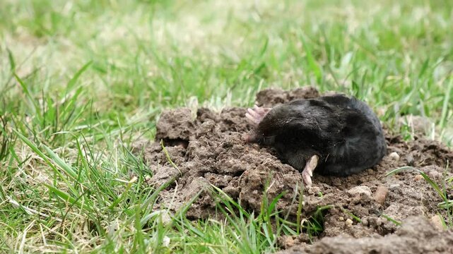 A mole is on the surface of molehill among green grass in the garden. Talpa europaea side view close-up. Dead animal with black fur. Garden pest concept. Lawn saving problems. High quality 4k footage.