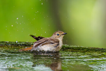 泉で水浴びをする可愛いキビタキ（ヒタキ科）のペア
英名学名：Narcissus Flycatcher (Ficedula narcissina) (family comprising the flycatchers)
秦野駅近くにある弘法山公園は、浅間山、権現山、弘法山を含む神奈川県立の自然公園。
山頂には野鳥の観察施設「バードサンクチュアリ」がある
神奈川県秦野市- 2025年
