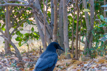 枝陰に佇むカラス
