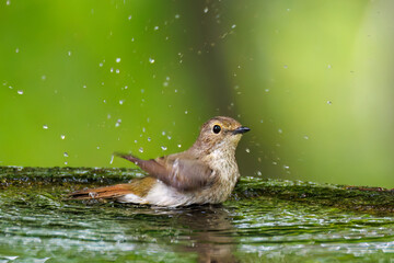泉で水浴びをする可愛いキビタキ（ヒタキ科）のペア
英名学名：Narcissus Flycatcher (Ficedula narcissina) (family comprising the flycatchers)
秦野駅近くにある弘法山公園は、浅間山、権現山、弘法山を含む神奈川県立の自然公園。
山頂には野鳥の観察施設「バードサンクチュアリ」がある
神奈川県秦野市- 2025年
