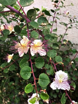 Beautiful white blooming flower. Exotic flower with white petals and vivid purple stamens. Very interresting gorgeous blossom. Kebere flower isolated. Gebre, Kapari flower close up.
