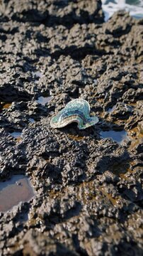 Close-up video angle of a vibrant abalone shell on textured rocks, showcasing iridescent colors and natural patterns in a detailed, artistic style.