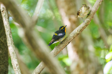 泉で水浴びをする可愛いキビタキ（ヒタキ科）のペア
英名学名：Narcissus Flycatcher (Ficedula narcissina) (family comprising the flycatchers)
秦野駅近くにある弘法山公園は、浅間山、権現山、弘法山を含む神奈川県立の自然公園。
山頂には野鳥の観察施設「バードサンクチュアリ」がある
神奈川県秦野市- 2025年
