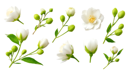 A curated collection of delicate jasmine flowers and vibrant buds, showcasing the intricate beauty of nature's artistry in a clean and captivating display.