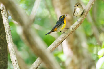 泉で水浴びをする可愛いキビタキ（ヒタキ科）のペア
英名学名：Narcissus Flycatcher (Ficedula narcissina) (family comprising the flycatchers)
秦野駅近くにある弘法山公園は、浅間山、権現山、弘法山を含む神奈川県立の自然公園。
山頂には野鳥の観察施設「バードサンクチュアリ」がある
神奈川県秦野市- 2025年
