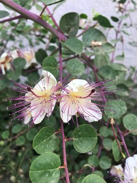 Beautiful white blooming flower. Exotic flower with white petals and vivid purple stamens. Very interresting gorgeous blossom. Kebere flower isolated. Gebre, Kapari flower close up.