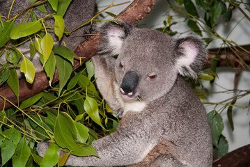 Koala portrait at the Ferndale Wildlife Park in Australia_20101216_04697.