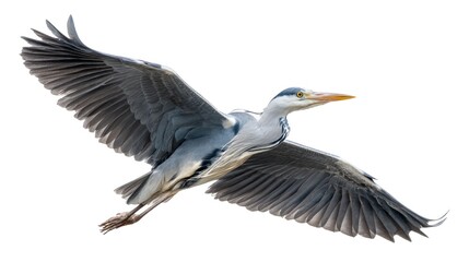 Obraz premium A heron flying with long neck extended, wings wide, centered in the frame, white background, high-resolution, detailed feathers, studio lighting