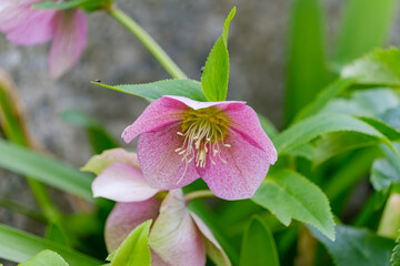 淡いピンクのクリスマスローズが咲く庭先