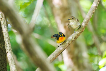 泉で水浴びをする可愛いキビタキ（ヒタキ科）のペア
英名学名：Narcissus Flycatcher (Ficedula narcissina) (family comprising the flycatchers)
秦野駅近くにある弘法山公園は、浅間山、権現山、弘法山を含む神奈川県立の自然公園。
山頂には野鳥の観察施設「バードサンクチュアリ」がある
神奈川県秦野市- 2025年
