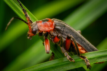 Macrophotography of a Soldier Beetle (Cantharis fusca) in nature.