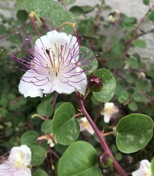 Beautiful white blooming flower. Exotic flower with white petals and vivid purple stamens. Very interresting gorgeous blossom. Kebere flower isolated. Gebre, Kapari flower close up.