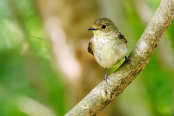 泉で水浴びをする可愛いキビタキ（ヒタキ科）のペア
英名学名：Narcissus Flycatcher (Ficedula narcissina) (family comprising the flycatchers)
秦野駅近くにある弘法山公園は、浅間山、権現山、弘法山を含む神奈川県立の自然公園。
山頂には野鳥の観察施設「バードサンクチュアリ」がある
神奈川県秦野市- 2025年
