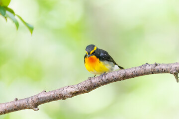 泉で水浴びをする可愛いキビタキ（ヒタキ科）のペア
英名学名：Narcissus Flycatcher (Ficedula narcissina) (family comprising the flycatchers)
秦野駅近くにある弘法山公園は、浅間山、権現山、弘法山を含む神奈川県立の自然公園。
山頂には野鳥の観察施設「バードサンクチュアリ」がある
神奈川県秦野市- 2025年
