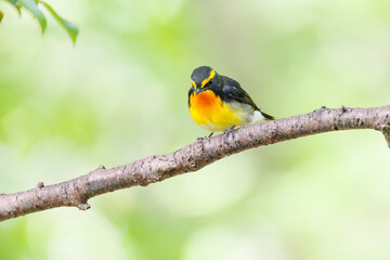 泉で水浴びをする可愛いキビタキ（ヒタキ科）のペア
英名学名：Narcissus Flycatcher (Ficedula narcissina) (family comprising the flycatchers)
秦野駅近くにある弘法山公園は、浅間山、権現山、弘法山を含む神奈川県立の自然公園。
山頂には野鳥の観察施設「バードサンクチュアリ」がある
神奈川県秦野市- 2025年

