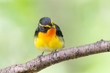 泉で水浴びをする可愛いキビタキ（ヒタキ科）のペア
英名学名：Narcissus Flycatcher (Ficedula narcissina) (family comprising the flycatchers)
秦野駅近くにある弘法山公園は、浅間山、権現山、弘法山を含む神奈川県立の自然公園。
山頂には野鳥の観察施設「バードサンクチュアリ」がある
神奈川県秦野市- 2025年
