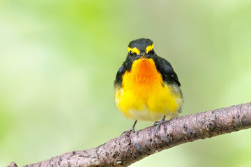 泉で水浴びをする可愛いキビタキ（ヒタキ科）のペア
英名学名：Narcissus Flycatcher (Ficedula narcissina) (family comprising the flycatchers)
秦野駅近くにある弘法山公園は、浅間山、権現山、弘法山を含む神奈川県立の自然公園。
山頂には野鳥の観察施設「バードサンクチュアリ」がある
神奈川県秦野市- 2025年
