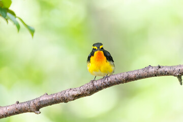 泉で水浴びをする可愛いキビタキ（ヒタキ科）のペア
英名学名：Narcissus Flycatcher (Ficedula narcissina) (family comprising the flycatchers)
秦野駅近くにある弘法山公園は、浅間山、権現山、弘法山を含む神奈川県立の自然公園。
山頂には野鳥の観察施設「バードサンクチュアリ」がある
神奈川県秦野市- 2025年

